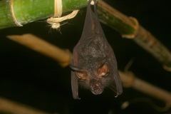 Rhinolophus luctus