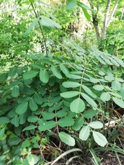 Comocladia macrophylla