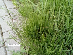 Equisetum arvense