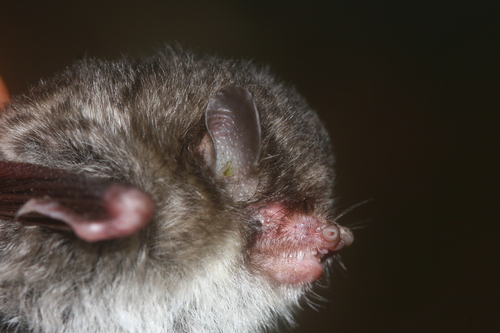 Jaintia Tube-nosed Bat (Murina jaintiana) — Data Deficient Mammalia