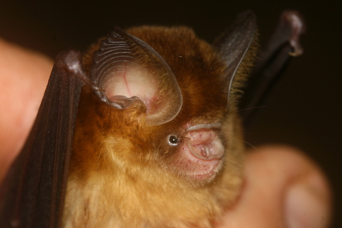 ashy roundleaf bat (Hipposideros cineraceus) — Least Concern Mammalia