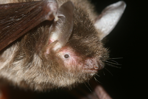 Chinese Water Myotis (Myotis laniger) — Least Concern Mammalia