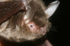 Myotis laniger