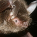 Chinese Water Myotis - Photo (c) Manuel Ruedi, some rights reserved (CC BY-NC), uploaded by Manuel Ruedi