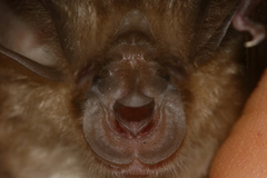 Rhinolophus macrotis