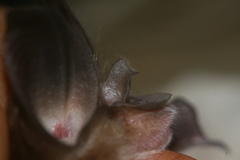 Rhinolophus macrotis
