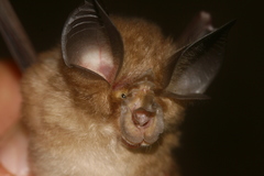 Rhinolophus macrotis