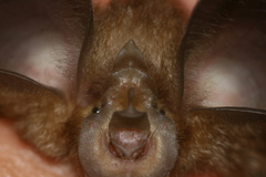 Rhinolophus macrotis