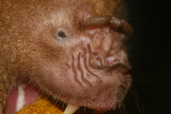 Hipposideros lankadiva