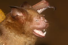 Hipposideros lankadiva