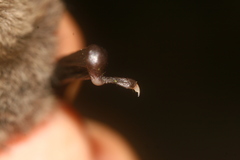 Myotis siligorensis