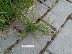Equisetum arvense