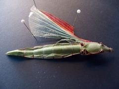 Tropidoderus rhodomus