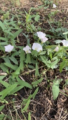 Convolvulus arvensis