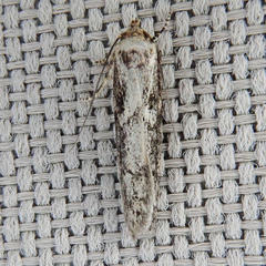 Blastobasis adustella