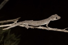 Strophurus krisalys