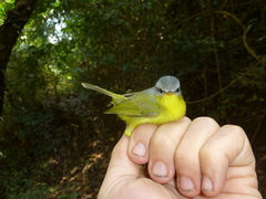 Phylloscopus xanthoschistos