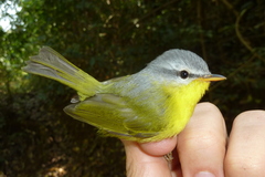 Phylloscopus xanthoschistos