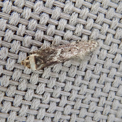 Blastobasis adustella