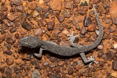 Strophurus krisalys
