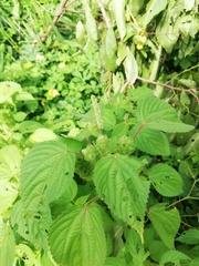 Acalypha havanensis