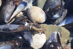 Cyclograpsus punctatus