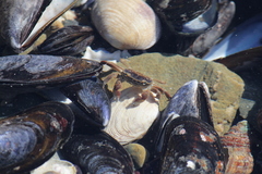 Cyclograpsus punctatus