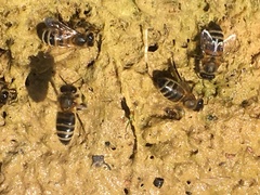 Apis mellifera