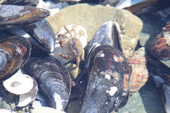 Cyclograpsus punctatus