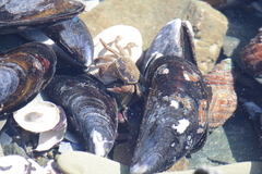 Cyclograpsus punctatus