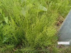 Equisetum arvense