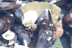 Cyclograpsus punctatus