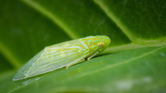 Kallitaxila granulata