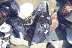 Cyclograpsus punctatus