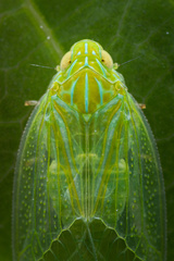 Kallitaxila granulata