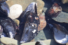 Cyclograpsus punctatus