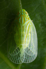 Kallitaxila granulata