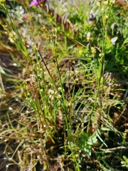 Juncus filiformis