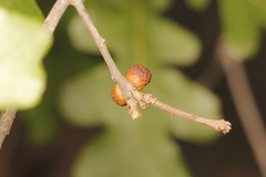 Disholcaspis perniciosa