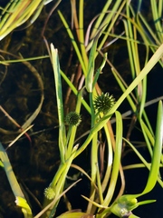 Sparganium erectum