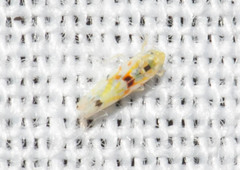 Erythroneura octonotata