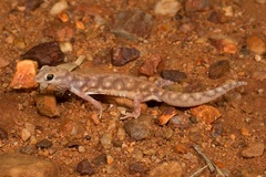 Rhynchoedura