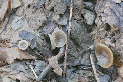 Pachyella celtica