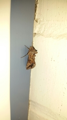 Autographa gamma
