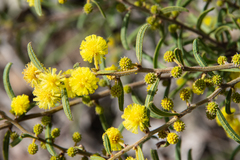 Acacia aspera