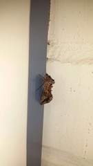 Autographa gamma