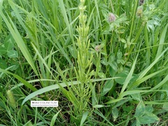 Equisetum arvense
