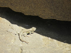 Sceloporus graciosus graciosus