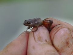 Arthroleptis sylvaticus