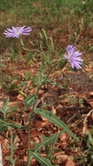 Lactuca tatarica